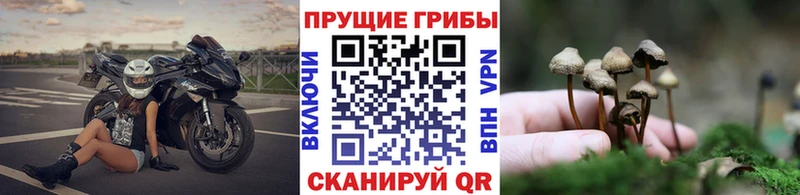 Псилоцибиновые грибы прущие грибы  гидра   Евпатория 